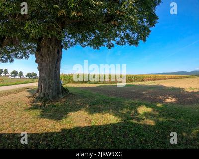 L'albero verde e il campo di mais contro il cielo blu. Foto Stock