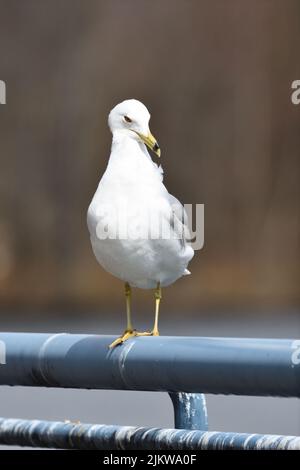 Un primo piano verticale del gabbiano a forma di anello, Larus delawarensis arroccato sulla ringhiera. Foto Stock