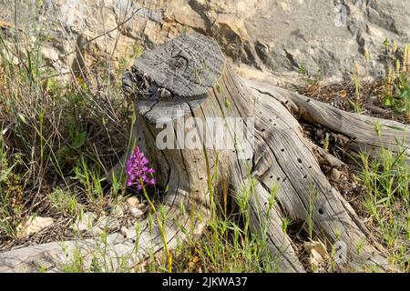 Un'orchidea piramidale accanto ad un ceppo di albero secco con buchi di legno. Foto Stock
