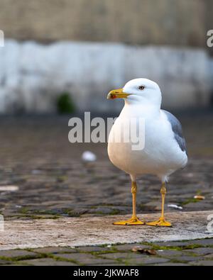 Un colpo verticale di un gabbiano (larus) in piedi e che appare carino su uno sfondo sfocato Foto Stock