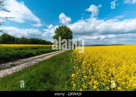 Un bellissimo scatto di una strada che attraversa la valle con fiori gialli Foto Stock