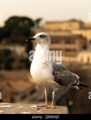 Uno scatto verticale di un gabbiano (larus) che si erge e che appare carino su uno sfondo sfocato della città Foto Stock