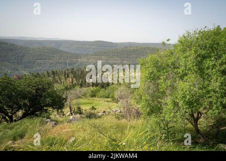 Un paesaggio nei monti della Giudea vicino a Gerusalemme, Israele, con mandorle, carruba, cipressi e pini in un giorno di primavera nocciola. Foto Stock