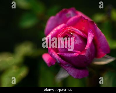 Un macro scatto di una rosa violetta con petali bagnati, su uno sfondo verde sfocato Foto Stock