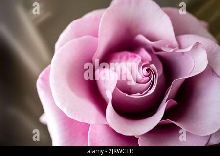 Una macro di una rosa rosa su uno sfondo sfocato Foto Stock