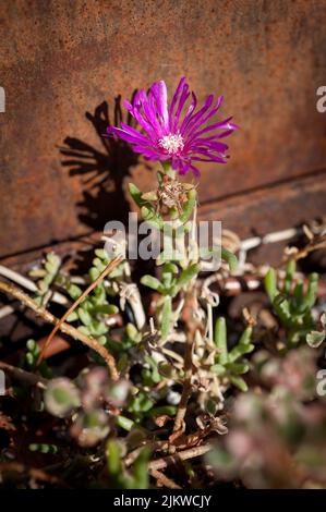 Un colpo verticale di un fiore viola in un giardino durante il giorno Foto Stock