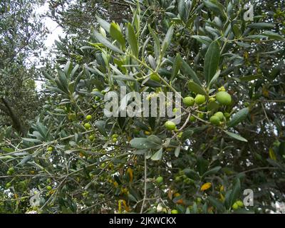 pianta di oliva con foglie verdi e frutta Foto Stock