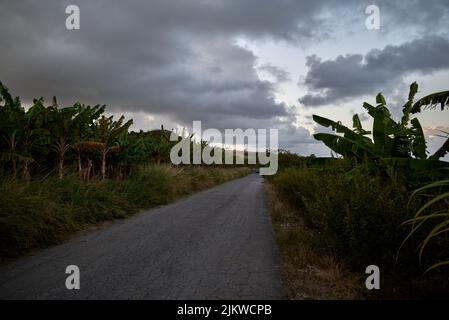 Un bel colpo di strada asfaltata che attraversa una fattoria con alberi di banana e piante contro il cielo nuvoloso durante il giorno Foto Stock