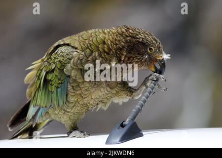 Un primo piano di un uccello Kea in piedi su un'auto bianca che mastica su un'antenna nera alla luce del sole con sfondo sfocato Foto Stock