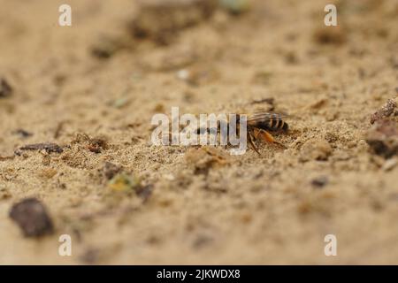 Primo piano su una femmina di zampe gialle estrazione ape, Andrena flavipes, a piedi intorno sopra la sabbia soild nel campo Foto Stock