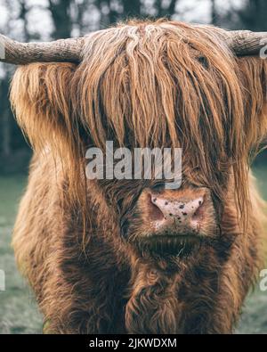 Un primo piano di una mucca scozzese adulta in piedi sull'erba durante il giorno con sfondo sfocato Foto Stock