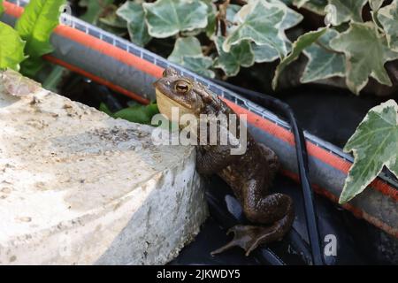 Una rana nel laghetto giardino in primavera. Foto Stock