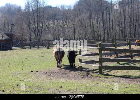 Un gruppo di bovini neri e marroni nella penna Foto Stock