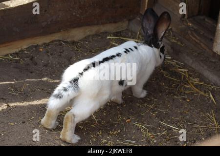 Un primo piano di un adorabile coniglio gigante scacchi nella fattoria Foto Stock