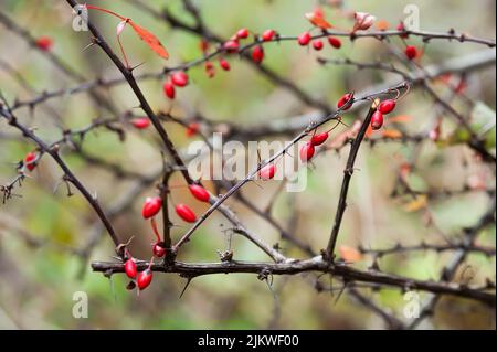 Il ramo con bacche e spine rosse di Berberis Foto Stock