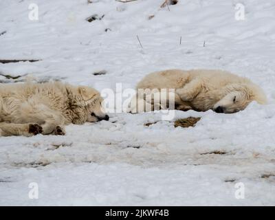 Un primo piano di due cani Golden Retriever sdraiati sul terreno innevato all'aperto Foto Stock