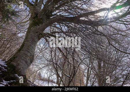 Un bel sole che splende attraverso i rami nevosi di alto albero senza foglie Foto Stock