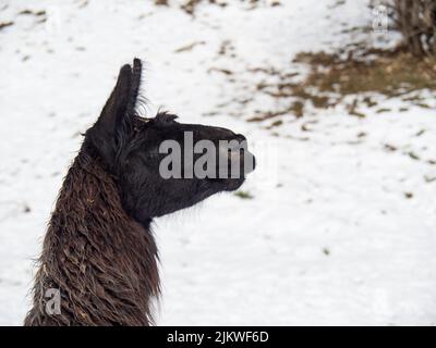Un primo piano della testa di un lama contro un terreno innevato Foto Stock