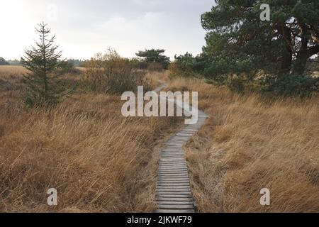 Il sentiero in legno lungo i campi asciutti in High Fens, Belgio Foto Stock