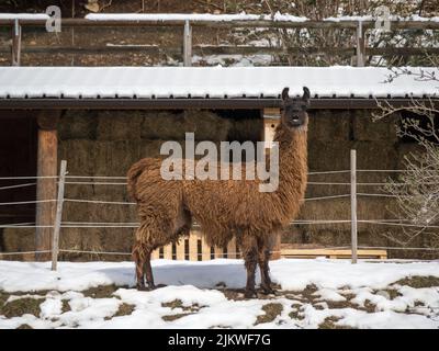 Una bella foto di un Llama marrone in piedi su un terreno innevato Foto Stock