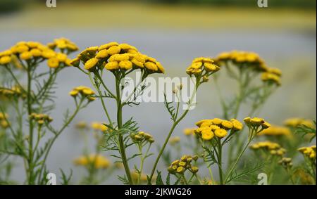 Giallo comune Tansy fiori o Tanacetum vulgare su uno sfondo grigio sfocato. Questa pianta è originaria dell'Europa e dell'Asia temperata Foto Stock