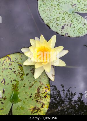 Giglio d'acqua fiorente sull'acqua. Giglio di acqua densamente crescente. Foto Stock