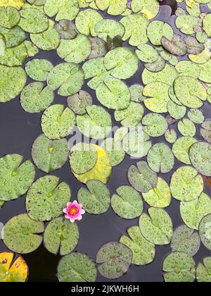 Giglio d'acqua fiorente sull'acqua. Giglio di acqua densamente crescente. Giglio d'acqua rosa. Gocce d'acqua sulle foglie. Foto Stock