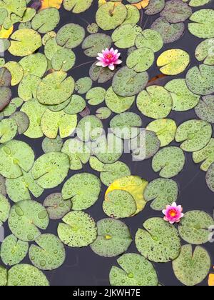 Giglio d'acqua fiorente sull'acqua. Giglio di acqua densamente crescente. Giglio d'acqua rosa. Foto Stock