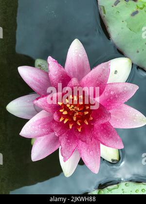 Giglio d'acqua fiorente sull'acqua. Giglio di acqua densamente crescente. Giglio d'acqua rosa. Foto Stock