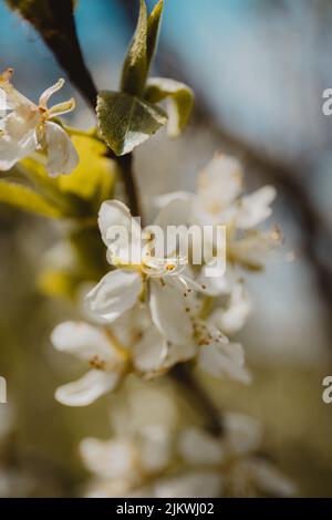Un primo piano verticale del ramo fiorente di biancospino con fiori bianchi. Prunus spinosa. Foto Stock