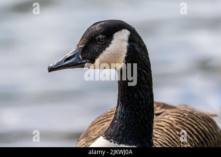 Un primo piano dell'oca canadese, Branta canadensis. Foto Stock