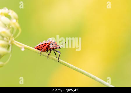 Bug striato, Graphosoma italicum, insetto colorato su uno stelo di finocchio Foto Stock