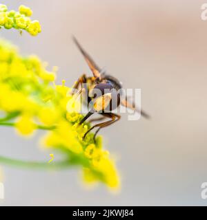 Un'ape su un fiore di finocchio per raccogliere polline in estate Foto Stock