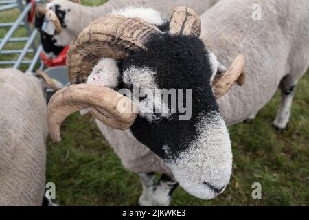 Pecora Swaledale in mostra alla Fiera di Cartmel 2022 Foto Stock