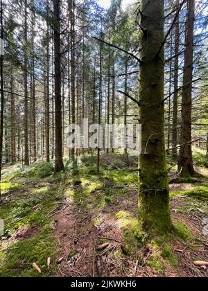 Uno scatto verticale di una foresta coperta di luci solari Foto Stock