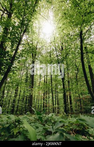 Una vista verticale a basso angolo dei raggi del sole che splende attraverso una bella foresta luminosa con alberi lunghi Foto Stock