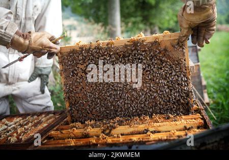 Raccolta del miele da un apicoltore in Francia. Foto Stock