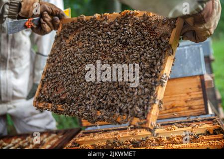 Raccolta del miele da un apicoltore in Francia. Foto Stock