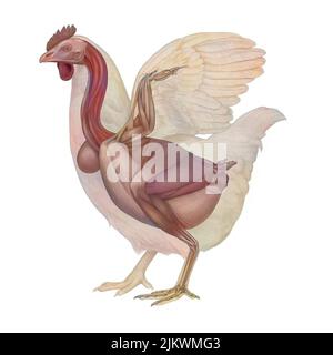 Anatomia del pollo con il suo sistema muscolare. Foto Stock