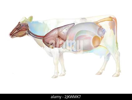 Anatomia del sistema respiratorio nella mucca. Foto Stock