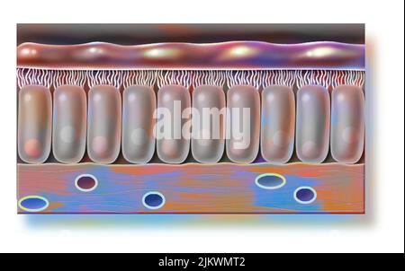 Mucosa bronchiale con corione, cellule epiteliali ciliate. Foto Stock