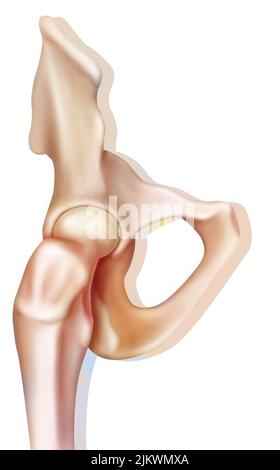 Sistema osseo: L'articolazione ossea dell'anca. Foto Stock