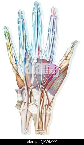 Anatomia del palmo della mano: Ossa, muscolo, tendini, nervi. Foto Stock