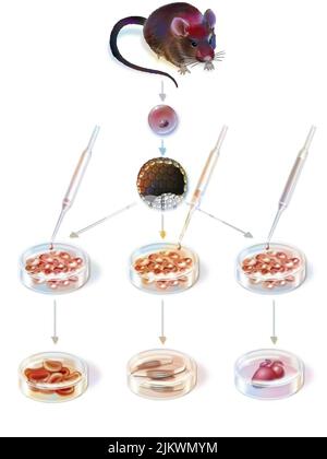 Ricerca nella terapia cellulare: Ottenimento e differenziazione delle cellule staminali embrionali. Foto Stock