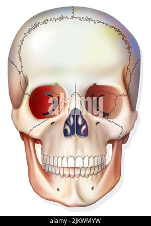 Sistema osseo: Cranio umano con osso mandibolare, occhielli. Foto Stock