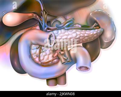 Apparato digerente umano: Anatomia del blocco duodeno-epato-pancreatico. Foto Stock