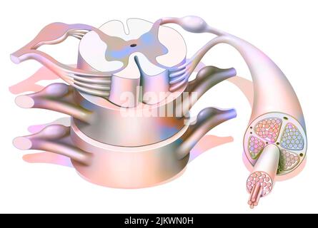 Struttura del midollo spinale e dei nervi spinali. Foto Stock