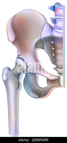 Sistema osseo: Articolazione dell'anca (coxofemorale). Foto Stock