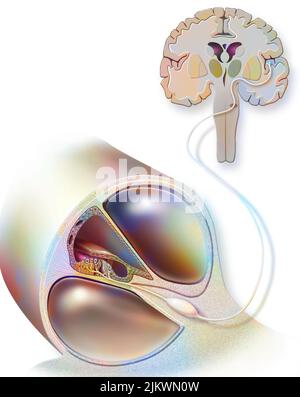 Percorso del suono dall'organo di Corti all'area uditiva del cervello. Foto Stock