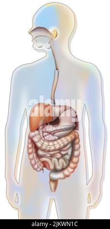 Apparato digerente e pancreas con esofago, stomaco, duodeno. Foto Stock